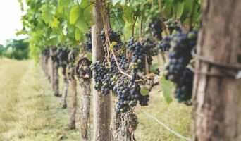 Ontdek de Achterhoekse Wijngaarden
